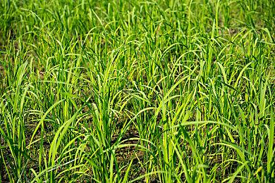 Capcom《生化危机》系列累计销量超过了1.6亿份