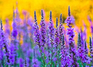 《星之海洋6》发布新预告 游戏10月27日正式发售